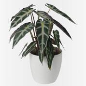 Alocasia amazonica + Cachep Branco